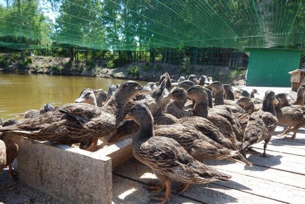 На Старовижівщині у вольєрі мешкає понад 200 голів диких качок (Фото)
