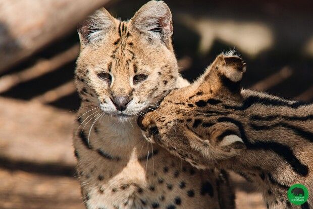 Луцький зоопарк матиме власну унікальну поштову марку
