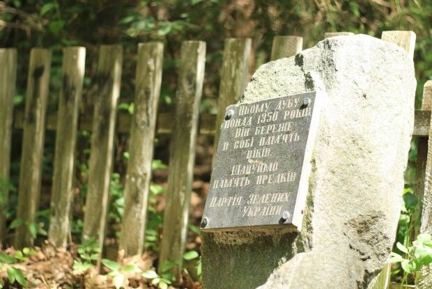 Де росте найстаріший дуб України?