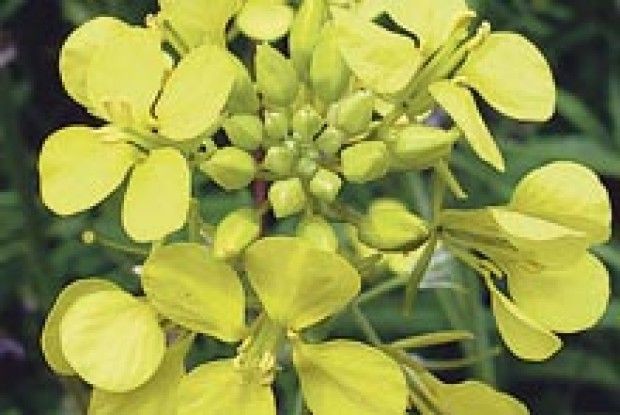 СКАРБНИЧКА ДОБРИХ ПОРАД