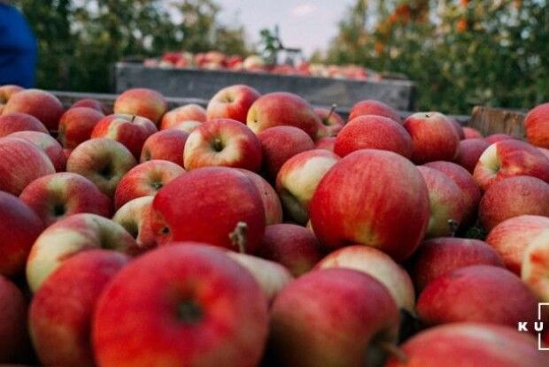 Польські садівники готуються до збору рекордного врожаю яблук