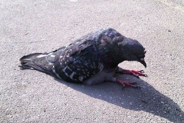 Що ж ти з’їв, голубе сизий?..