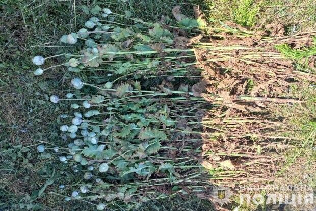 У волинянина виявили незаконні посіви коноплі та маку