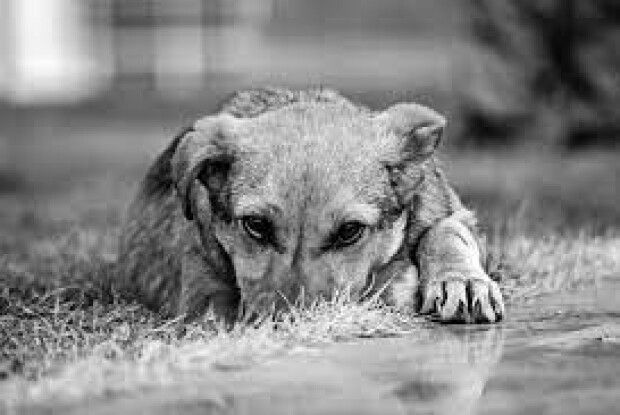 Луцький суд покарав чоловіка за покинуту напризволяще в мішку собаку