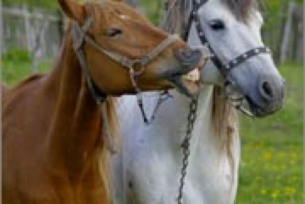 ФОТО НА КОНКУРС: поцілунок іго–го!