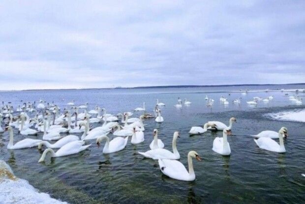 На водосховищі ХАЕС знову оселилися лебеді 