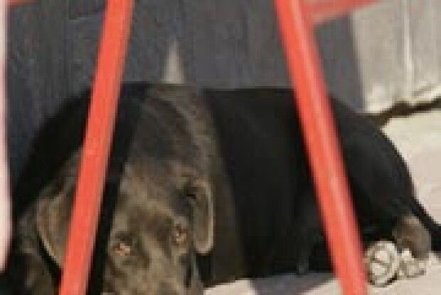 БРАТИ НАШІ МЕНШІ: скільки доведеться чекати?..