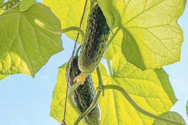 Як продовжити плодоношення огірків. Корисні поради