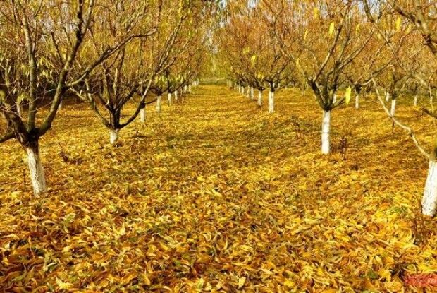 Підготовка садових культур до зими