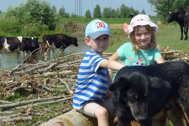 Від липневої спеки корови в Липному ховаються у ставок