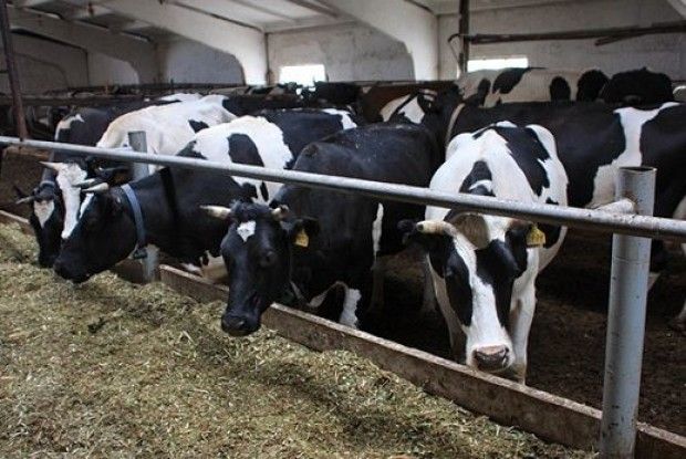 У Луцькому районі псується молока на 100 тисяч гривень