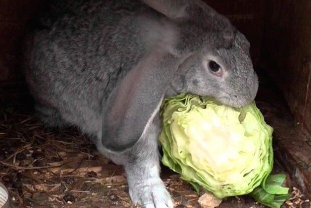 Як годувати кролів узимку?