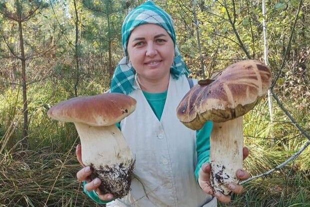 Назвавсь грибом, то ліз у кошик… Ой, а де такий  кошик знайти?!
