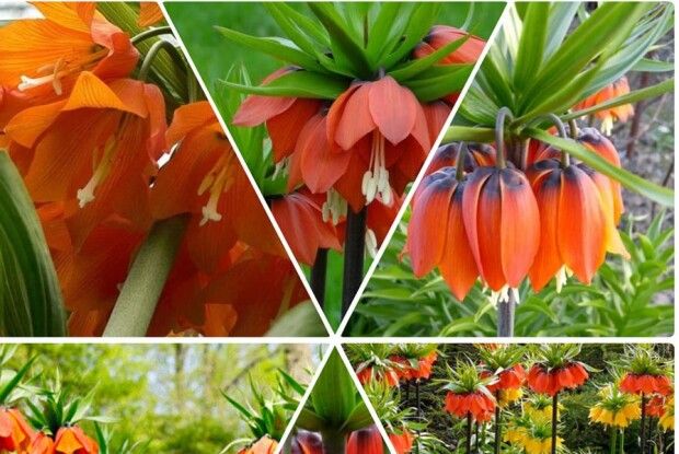 Чому не цвіте царська корона