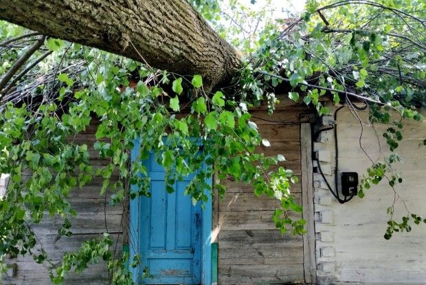 Через пориви вітру на будинок волинянина впало дерево