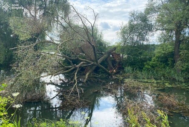 На Волині велике дерево перегородило річку Сарна (Фото)
