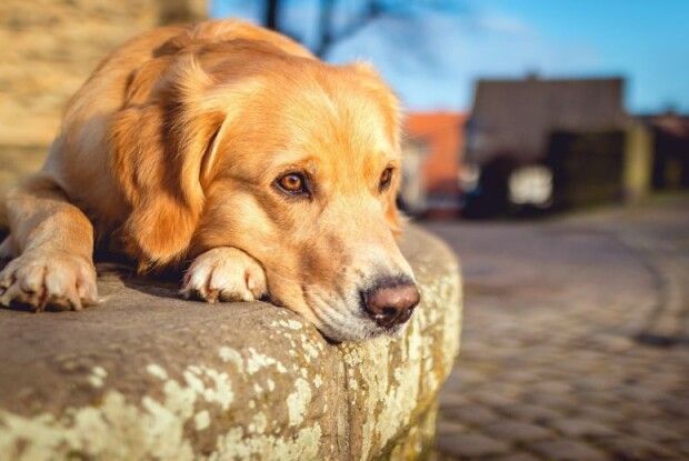 У селищі на Рівненщині розшукують живодера