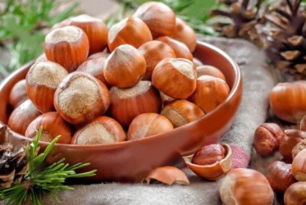 Горіховий бізнес: як на Рівненщині вирощують для промислу фундук