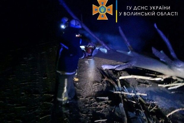 Негода повалила дерева у кількох районах Волині (Фото)