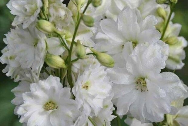 Бутони цієї рослини нагадують голову дельфіна