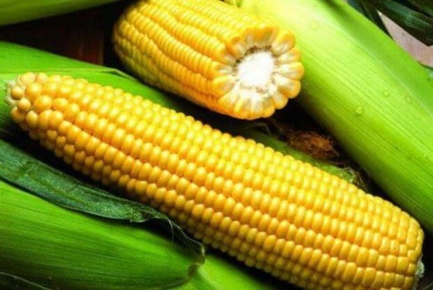 Збирайте кукурудзу,  щоб не погнила