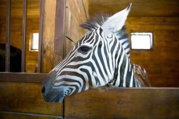 Зебру, що втекла з екопарку Харкова, шукають з кіньми і квадрокоптером