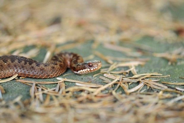 13-річний хлопець потрапив у реанімацію через укус змії