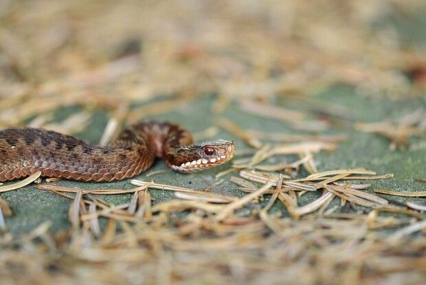 На Рівненщині 32-річну жінку вкусила змія