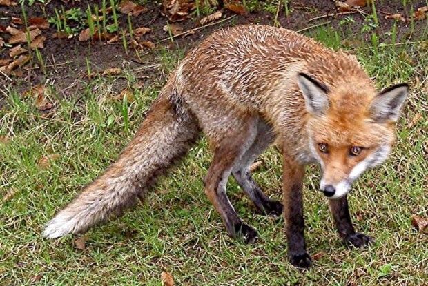 Хворого лиса знайшли собаки: подробиці випадку сказу на Волині