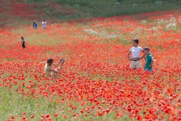 Міжнародну трасу біля Рівного заполонили… маки (Фото)