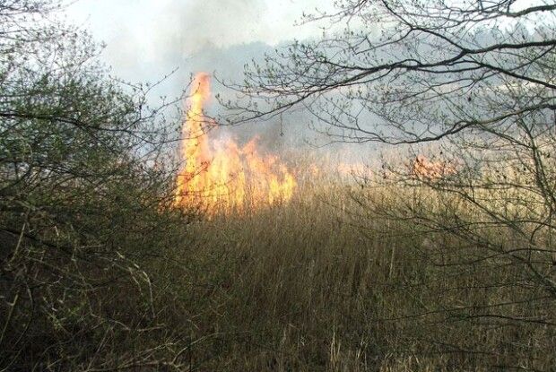 На Волині ледь не згорів дендропарк