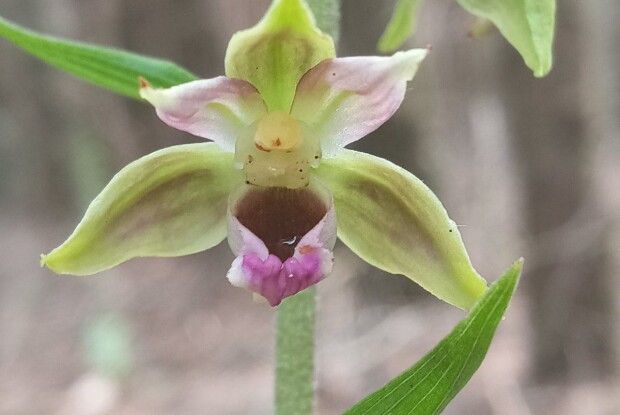 Яка краса: в нацпарку на Поліссі зацвіла унікальна орхідея