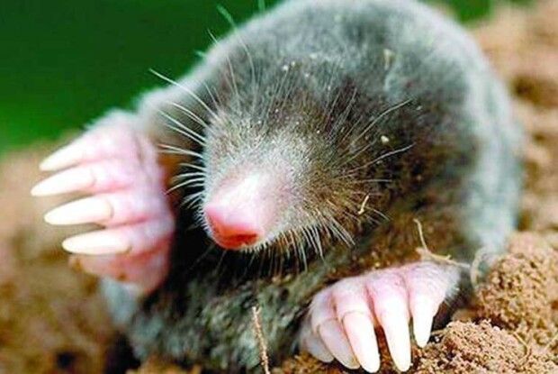 Як прогнати кротів з городу