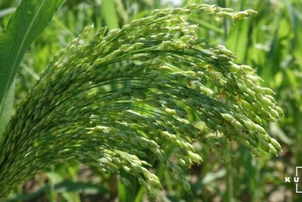 Україна стала найбільшим експортером проса у світі
