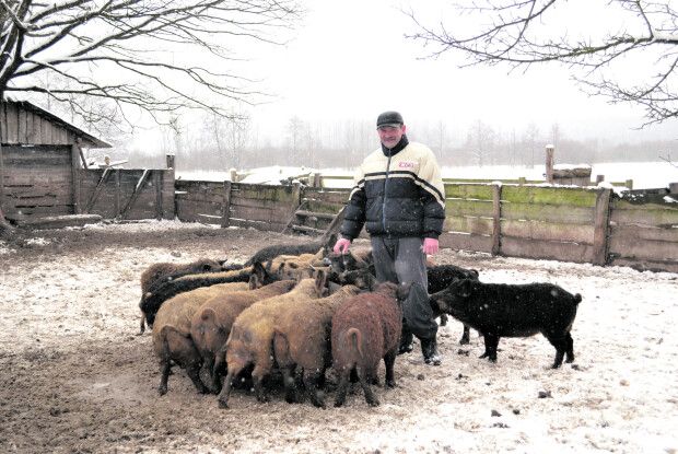 Мангалиці люблять дубову кору і навіть ловлять рибу