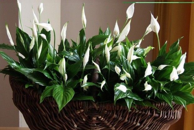 Квітка «жіноче щастя»:  догляд і пересаджування