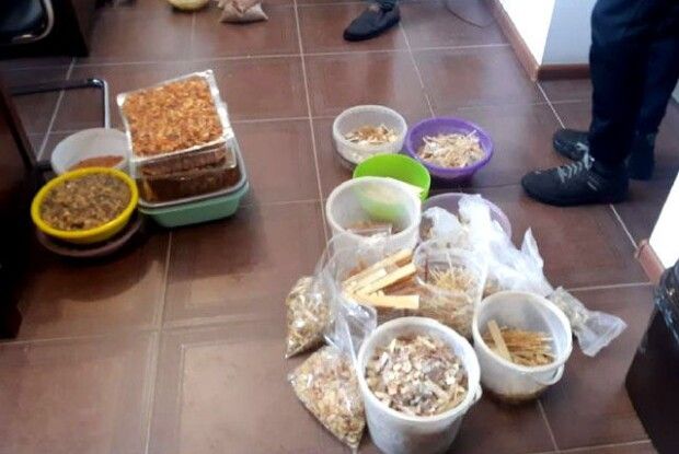 На Рівненщині в цеху для обробки коштовного каміння виявили понад 30 кілограмів бурштину