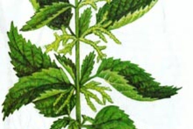 І СМАЧНА, І КОРИСНА