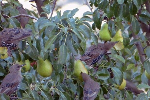 Луцьк у небезпеці: аномальне нашестя шпаків (Фото, відео)
