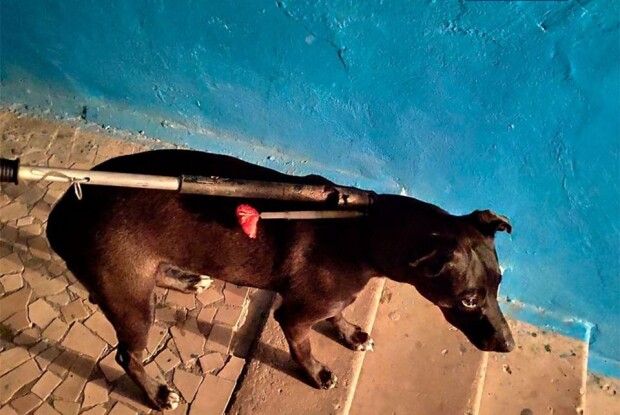 Викликали поліцію: у Луцьку собака покусав двох хазяїв