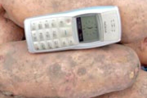 СЬОГОДНІ У СЕЛІ: картопляні рекорди