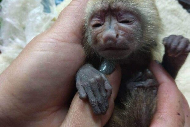 Луцький зоопарк подарував мамам Волині щемну історію про малого мавпеняти (Фото)