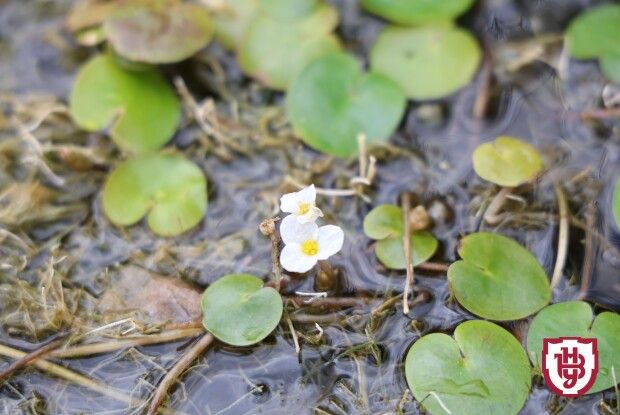 Знахідка-сенсація: на Волині виявили рідкісний «сердечний» листочок, що вважався зниклим