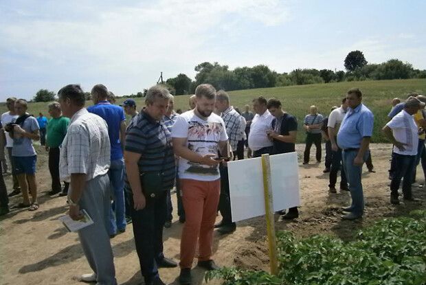 Фіолетова та червона бульба на Волині – це реальність (ФОТО)