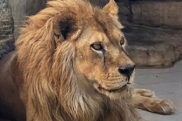 Рівненський зоопарк прокоментував ситуацію щодо мертвої левиці 