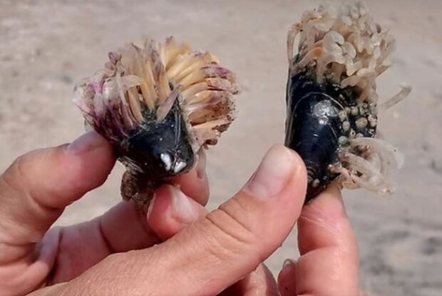 На українському курорті виявили чудернацьких істот, схожих на «злюк-бобрів» (Фото)