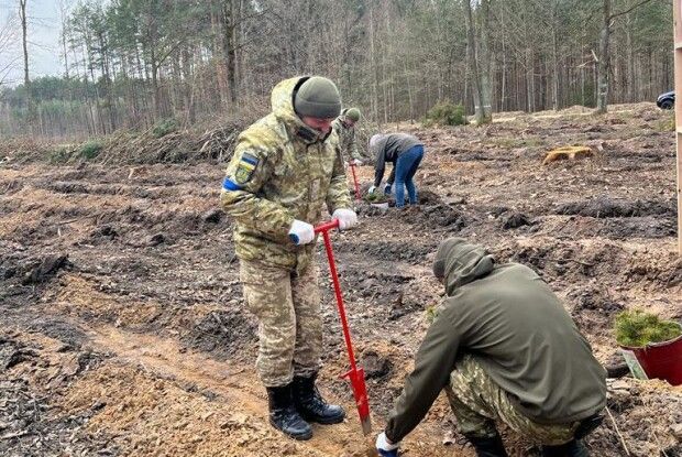 На Волині прикордонники спільно з лісівниками висадили п’ять тисяч молодих дерев