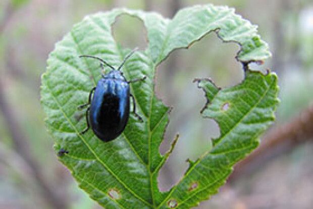 ФОТО НА КОНКУРС:  хитрий жук