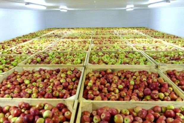 Фермери змушені викидати продукцію через дефіцит сховищ та переробки