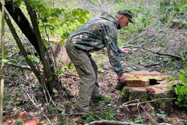 Незаконна порубка дерев у Луцькому районі шокувала своїми масштабами
